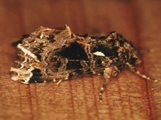 Callopistria yerburii